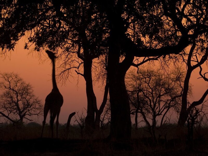 Giraffe Silhouette
