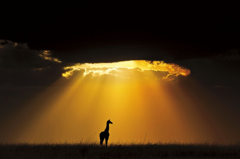Giraffe Silhouette — Yellow