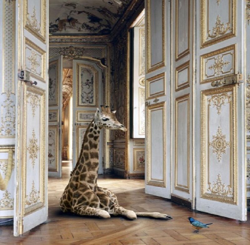 Giraffe Sitting in Hallway