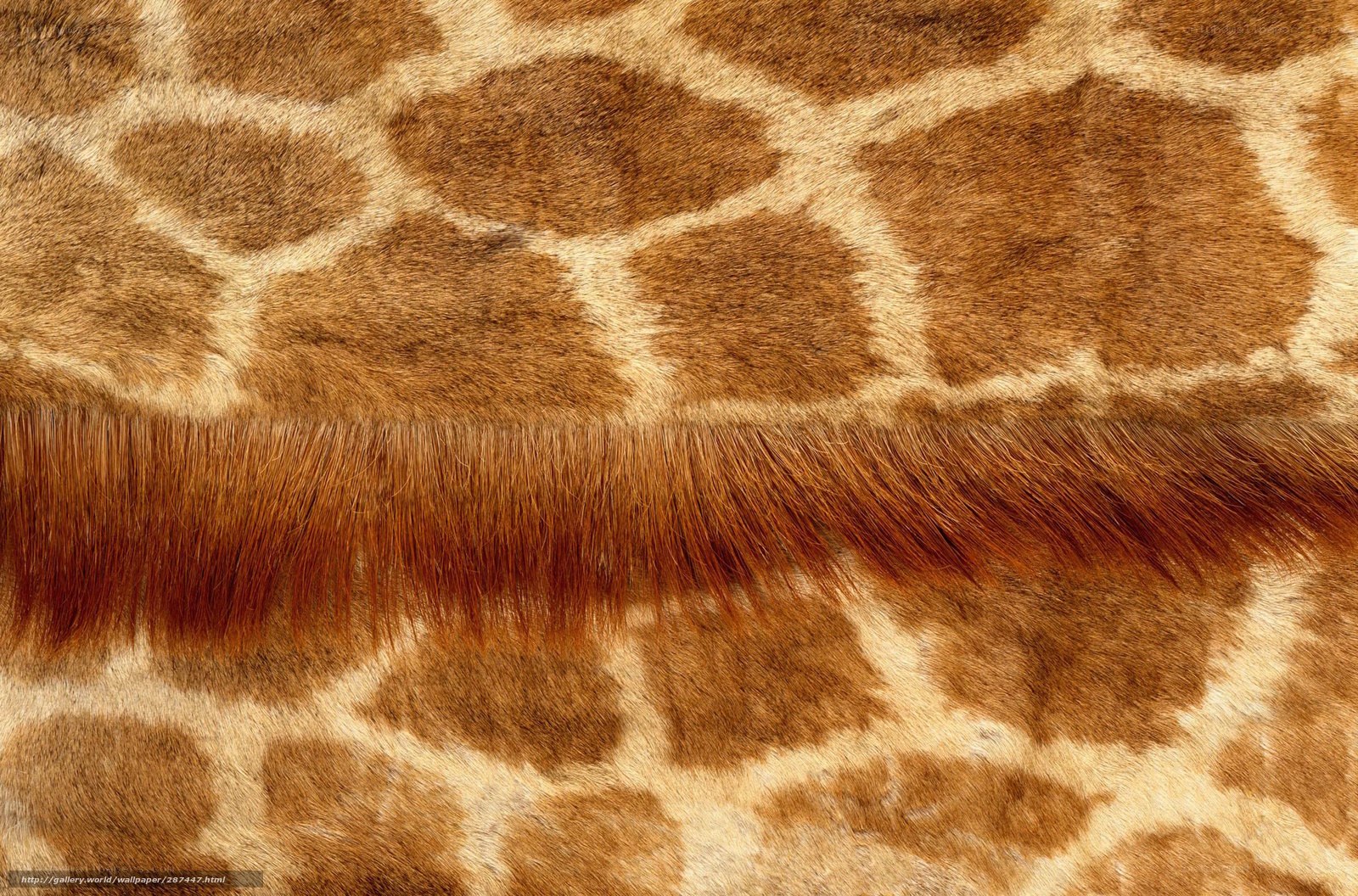Giraffe skin pattern
