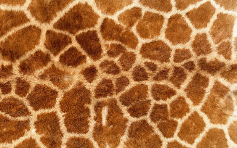 giraffe skin pattern