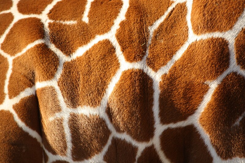 Giraffe skin pattern