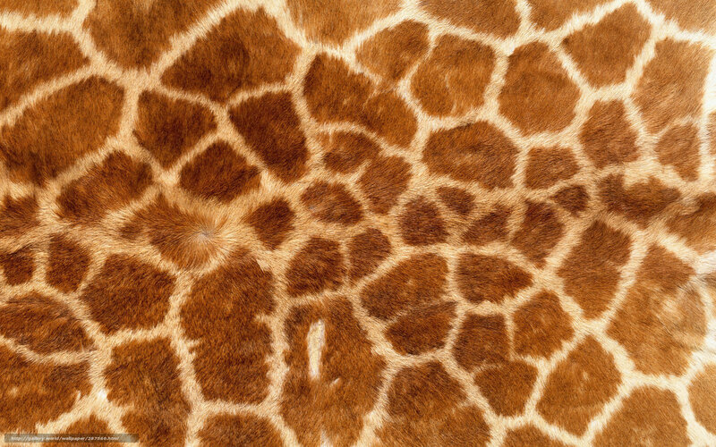 Giraffe Skin Pattern — Brown, Natural, Photograph, Fur