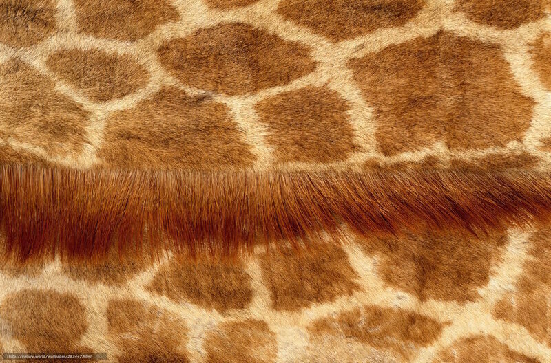 Giraffe Skin Pattern — Brown, Natural, Photograph