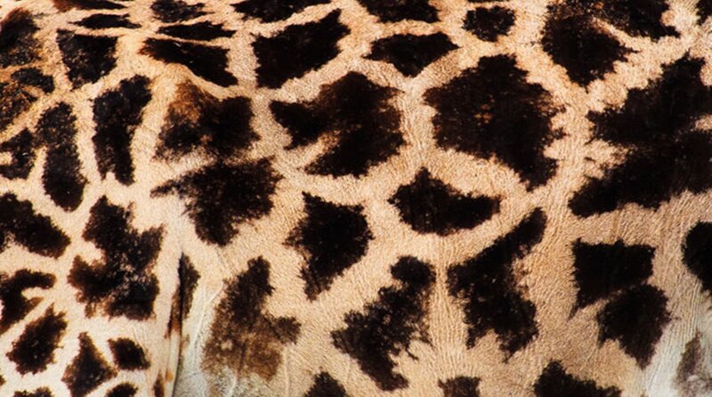 Giraffe Skin Pattern — Brown, Natural