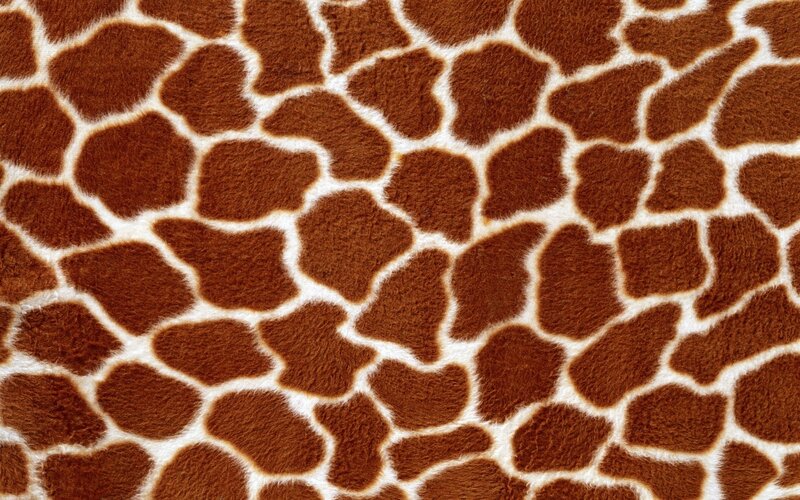 Giraffe Skin Pattern — Brown, Neutral, Photograph, Brown Spots