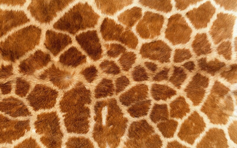 Giraffe Skin Pattern — Brown, Neutral, Photograph, Fur