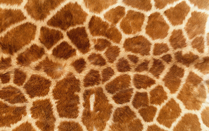 Giraffe Skin Pattern — Brown, Neutral, Photograph