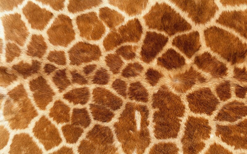 Giraffe Skin Pattern — Brown, Neutral