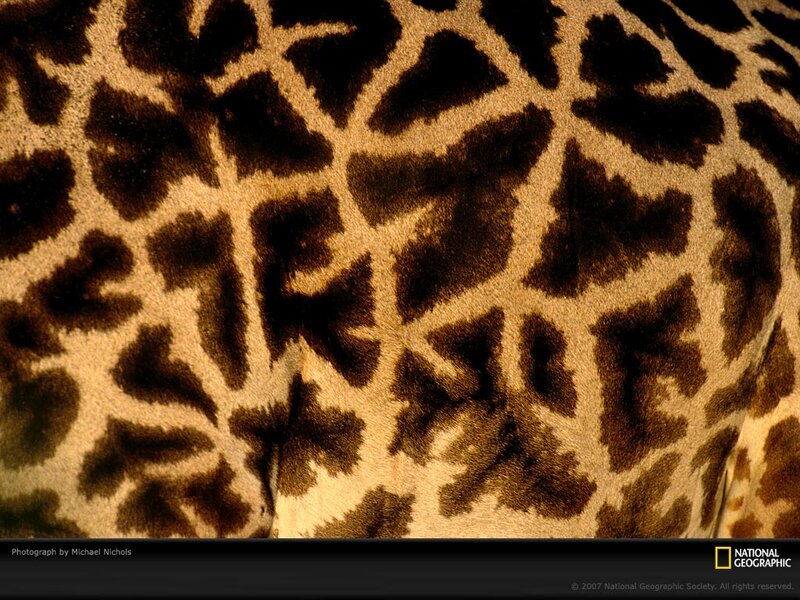 Giraffe Skin Pattern — Brown