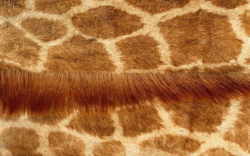 Giraffe skin pattern