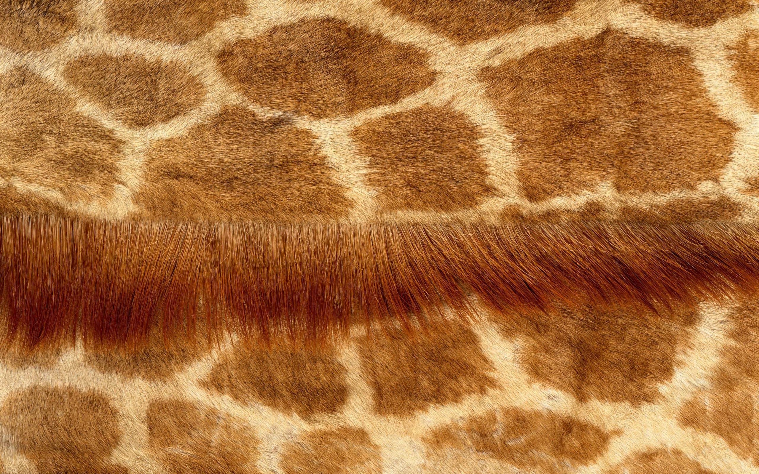 Giraffe skin pattern
