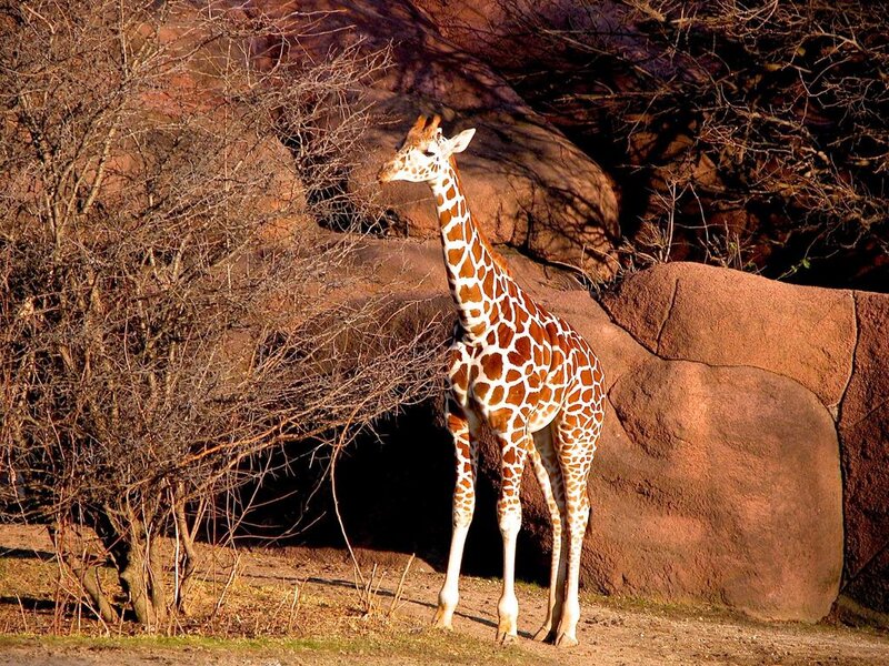 Giraffe Standing — Brown