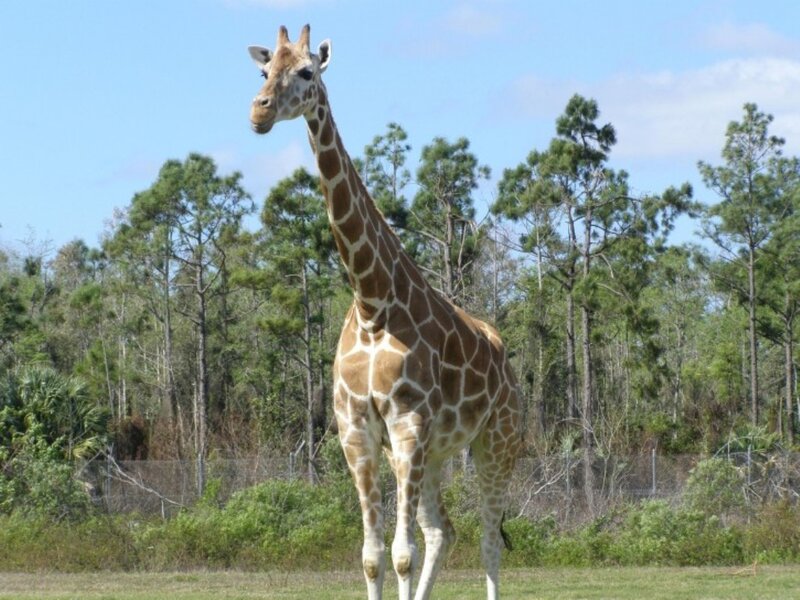 Giraffe Standing in Field