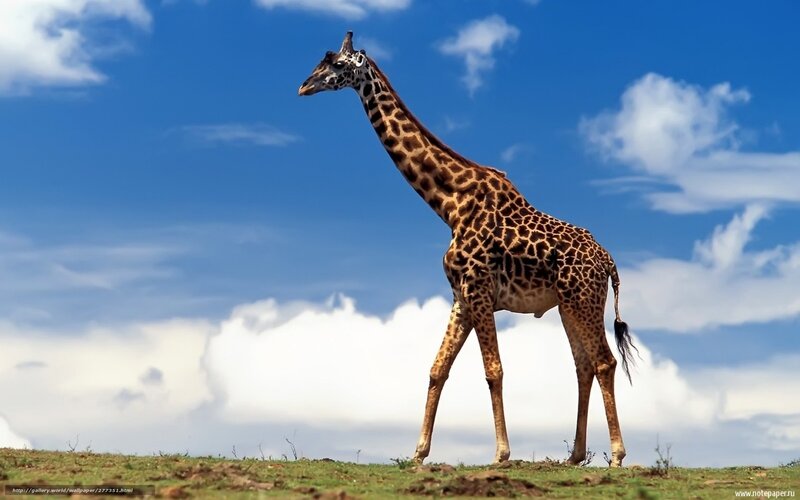Giraffe Standing on Hill — Blue