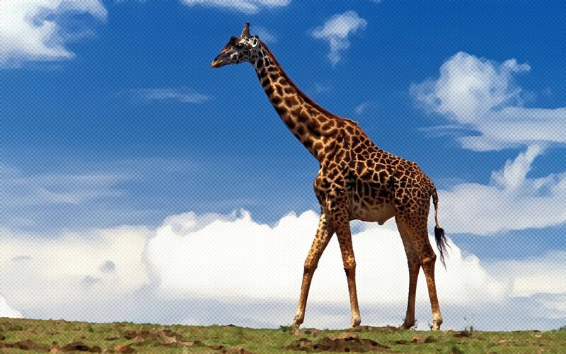 Giraffe Standing on Hill