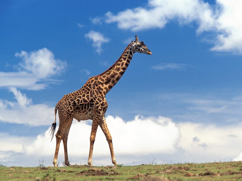 Giraffe Standing on Plain — Blue
