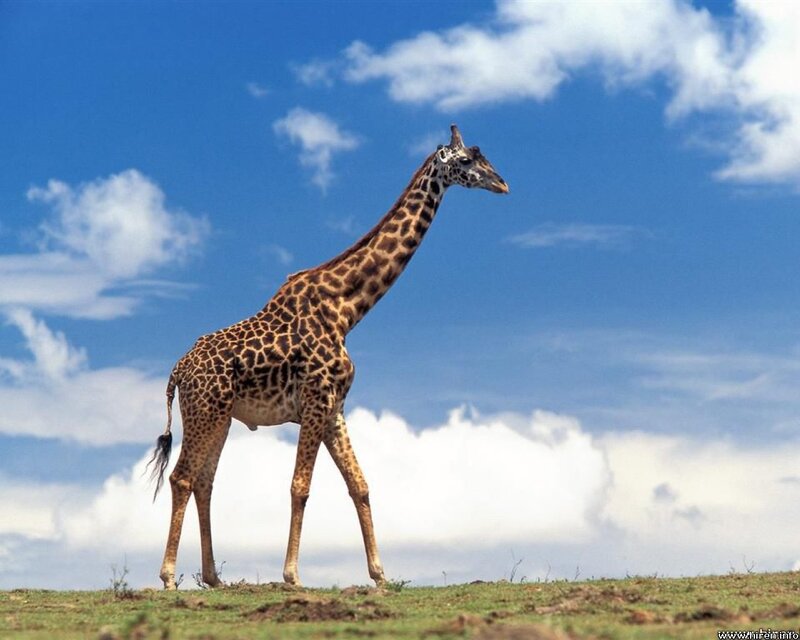 Giraffe Standing on Plain