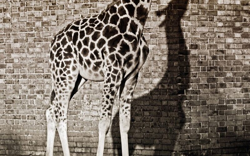 Giraffe Standing