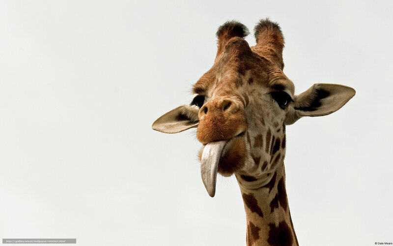 Giraffe sticking out its tongue