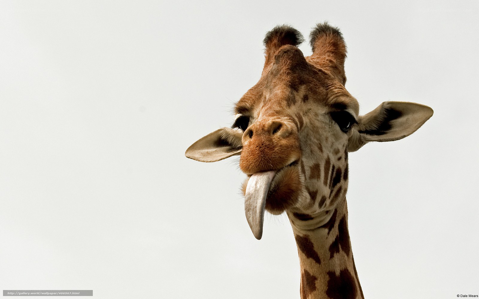 Giraffe sticking out its tongue