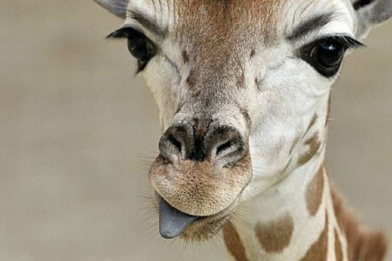 Giraffe Sticking Out Tongue — Brown, Curious
