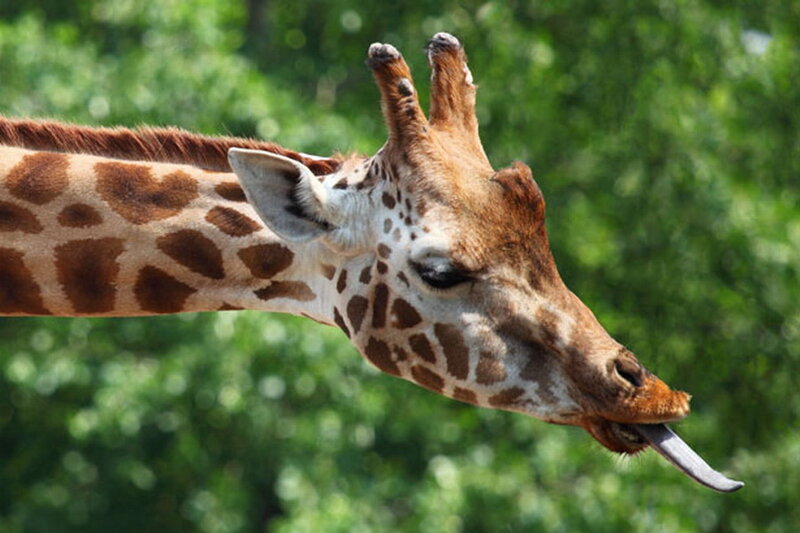 Giraffe Sticking Out Tongue — Brown