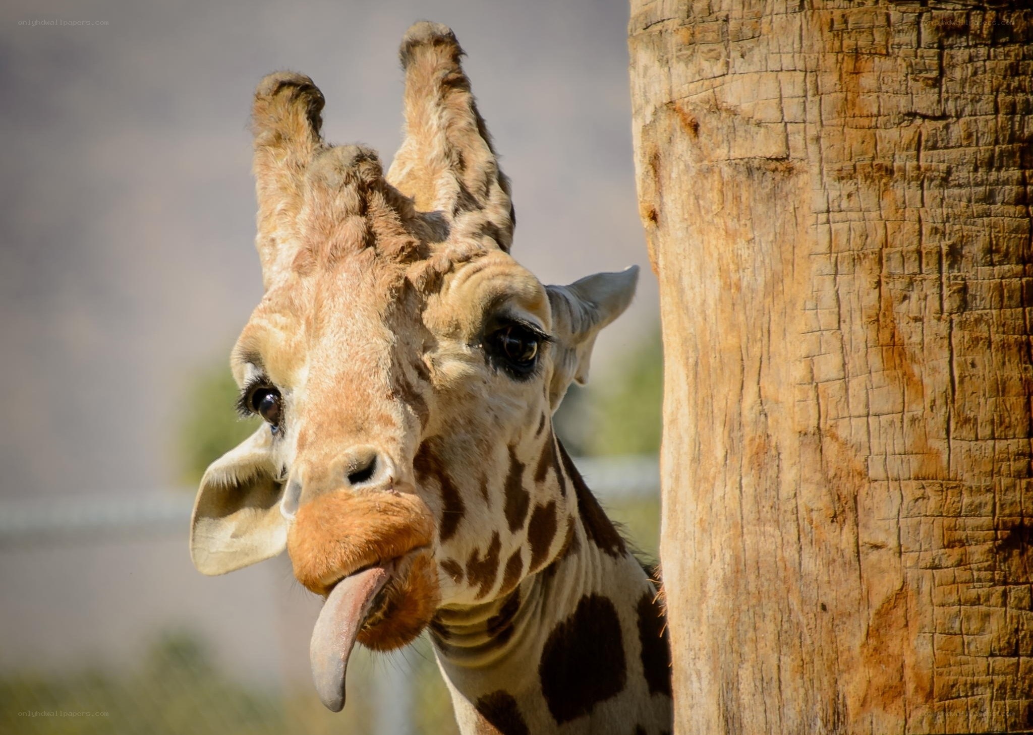 giraffe sticking out tongue