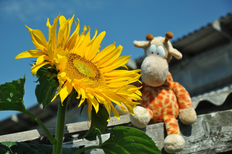 Giraffe Stuffed Toy