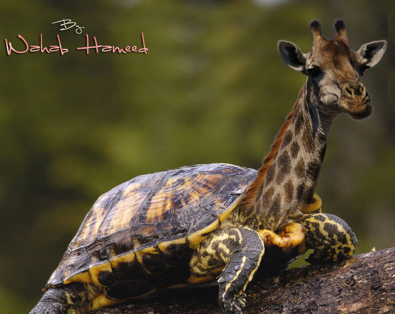 Giraffe Turtle Hybrid