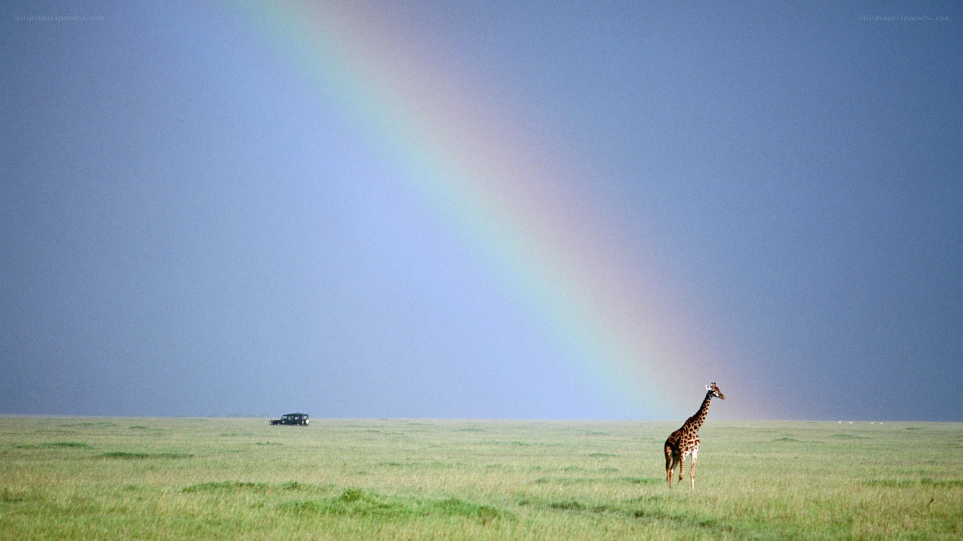Giraffe under rainbow in savanna