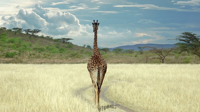 Giraffe Walking in Field