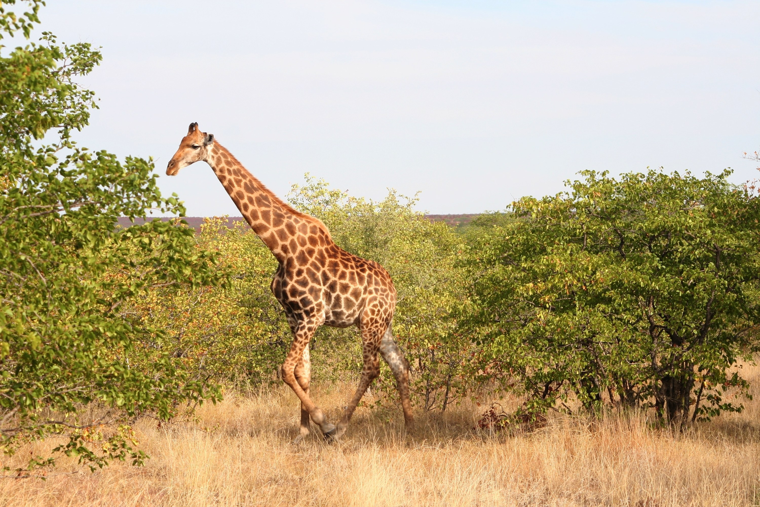 Giraffe walking in savanna