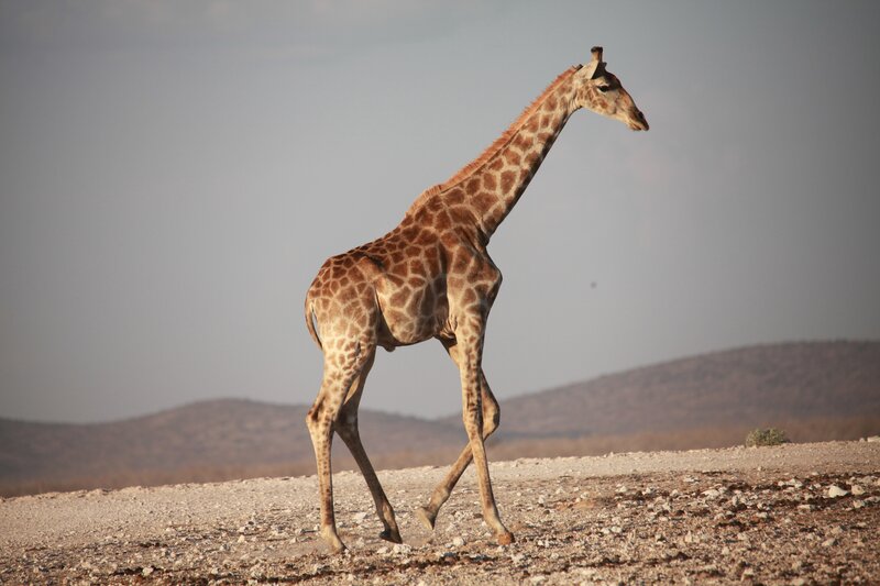 giraffe walking in savanna