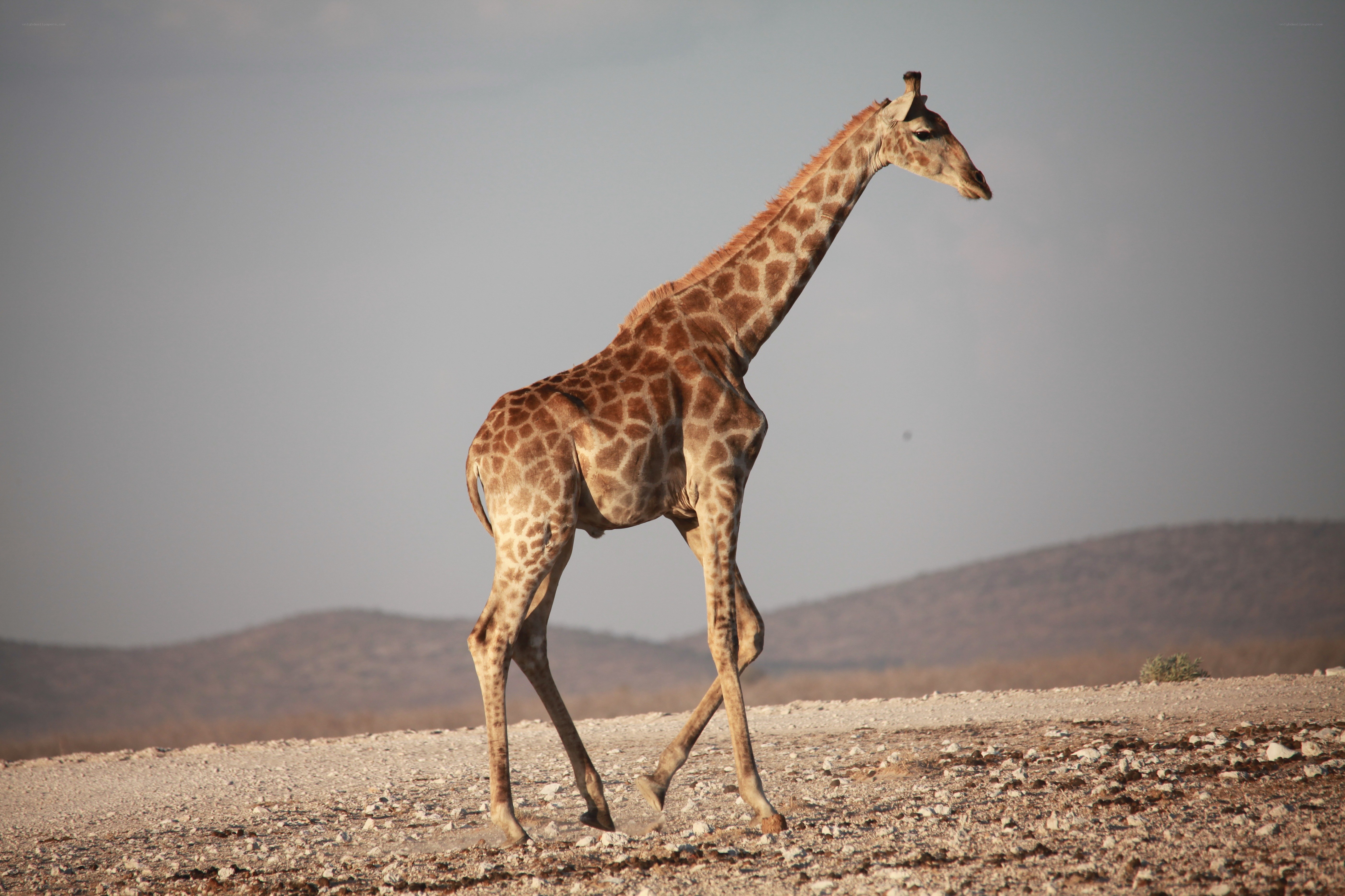 giraffe walking in savanna