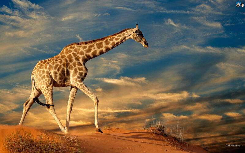 Giraffe Walking on Dune