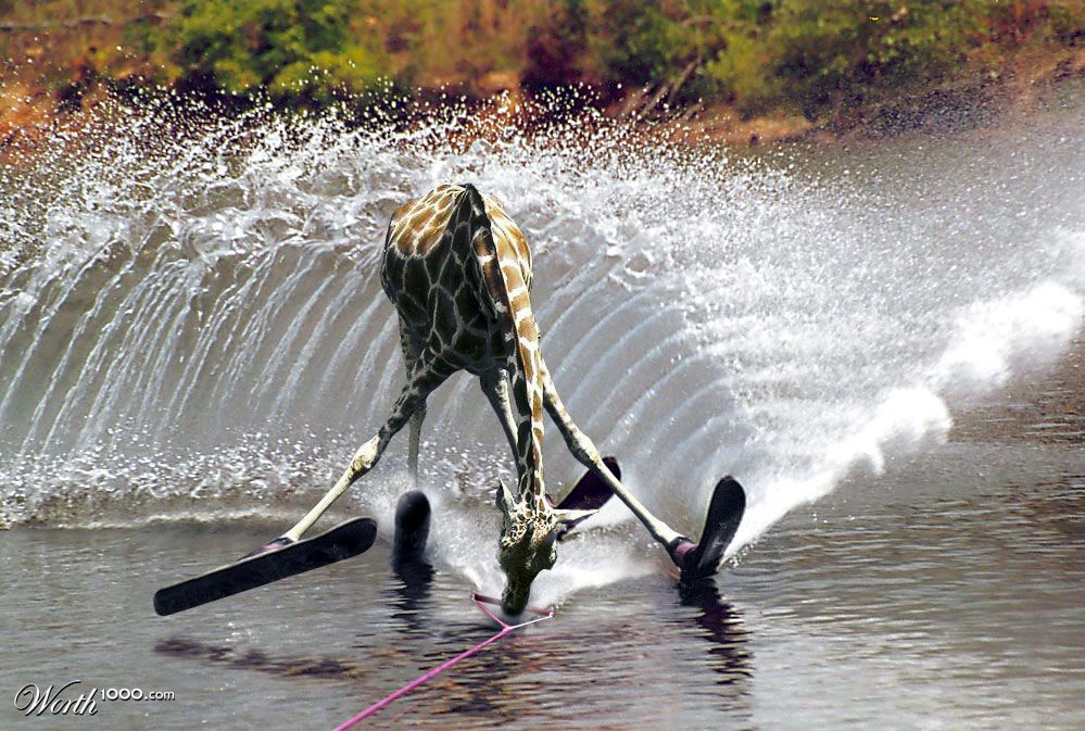 giraffe water skiing