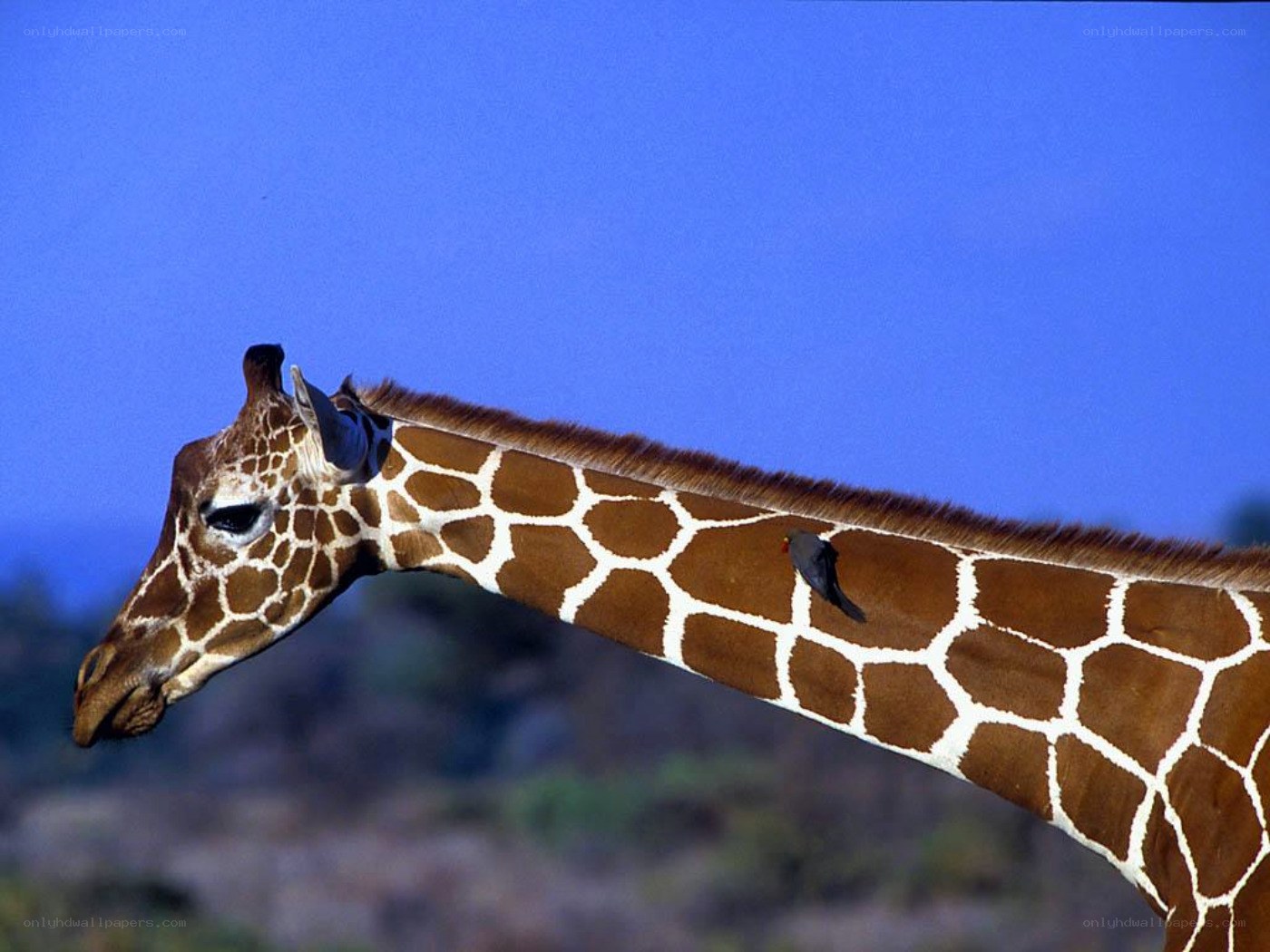 giraffe with bird on neck