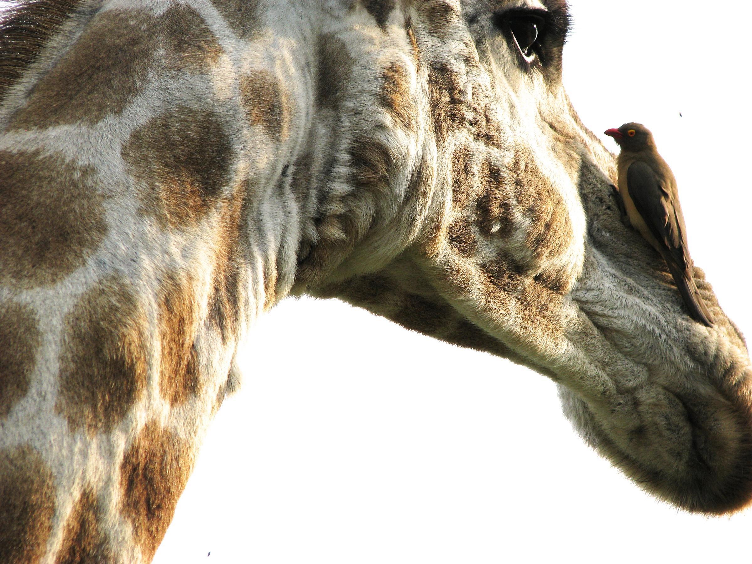 giraffe with bird on snout