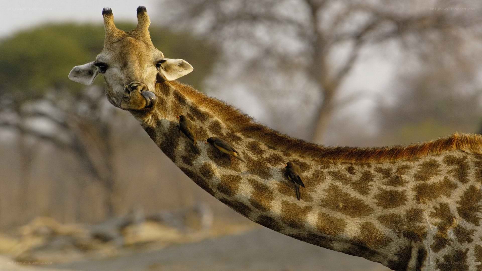 giraffe with birds on neck