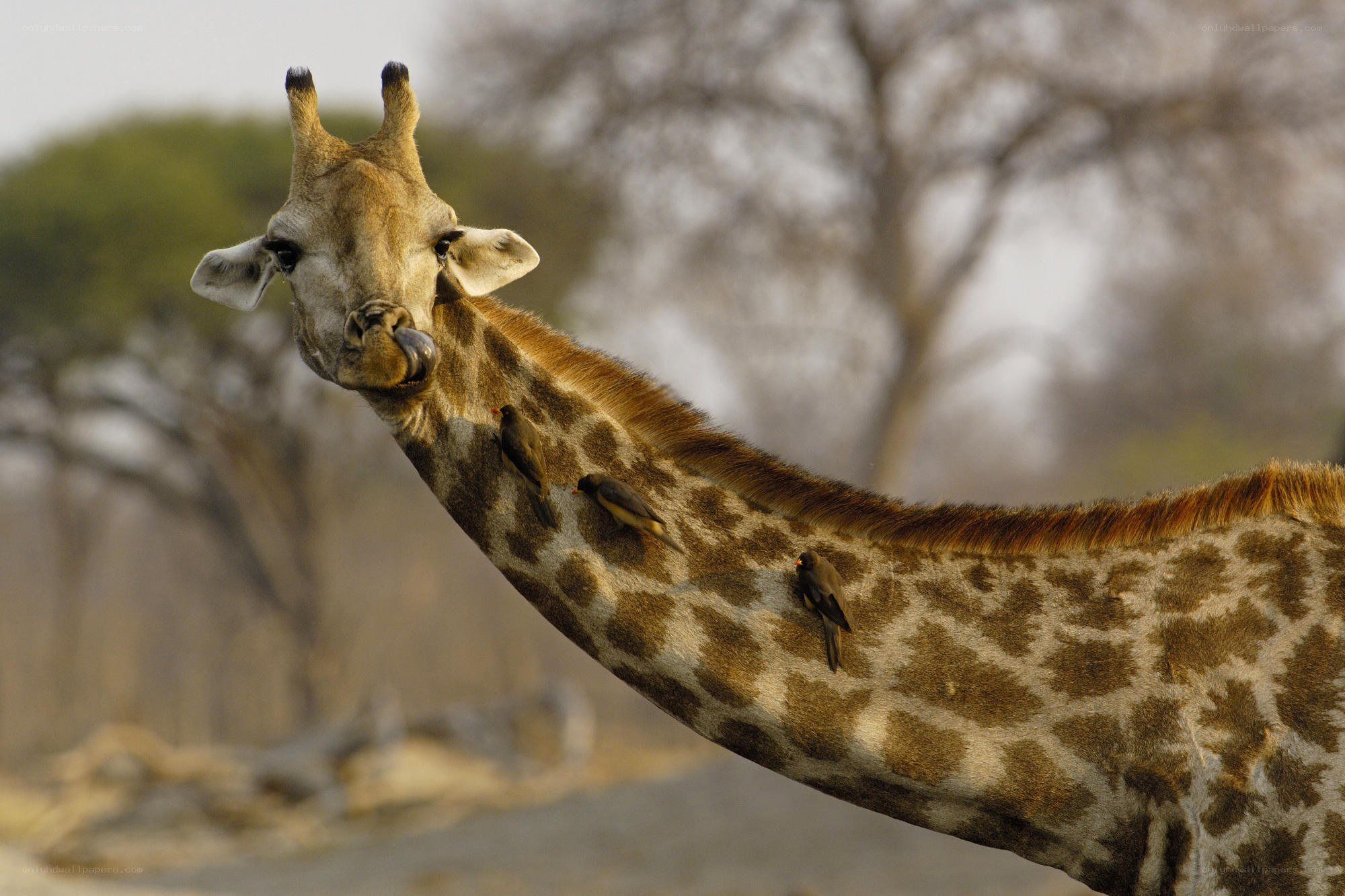 giraffe with birds on neck