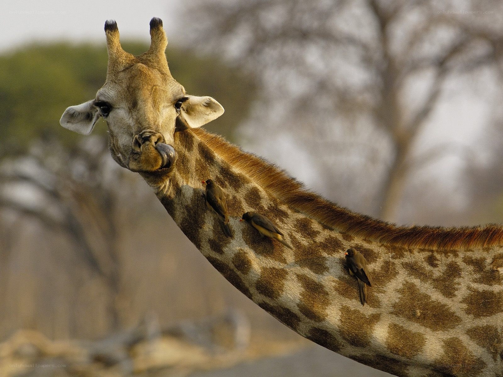 giraffe with birds on neck