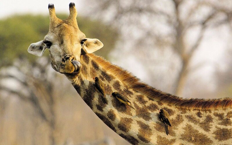 Giraffe with Birds