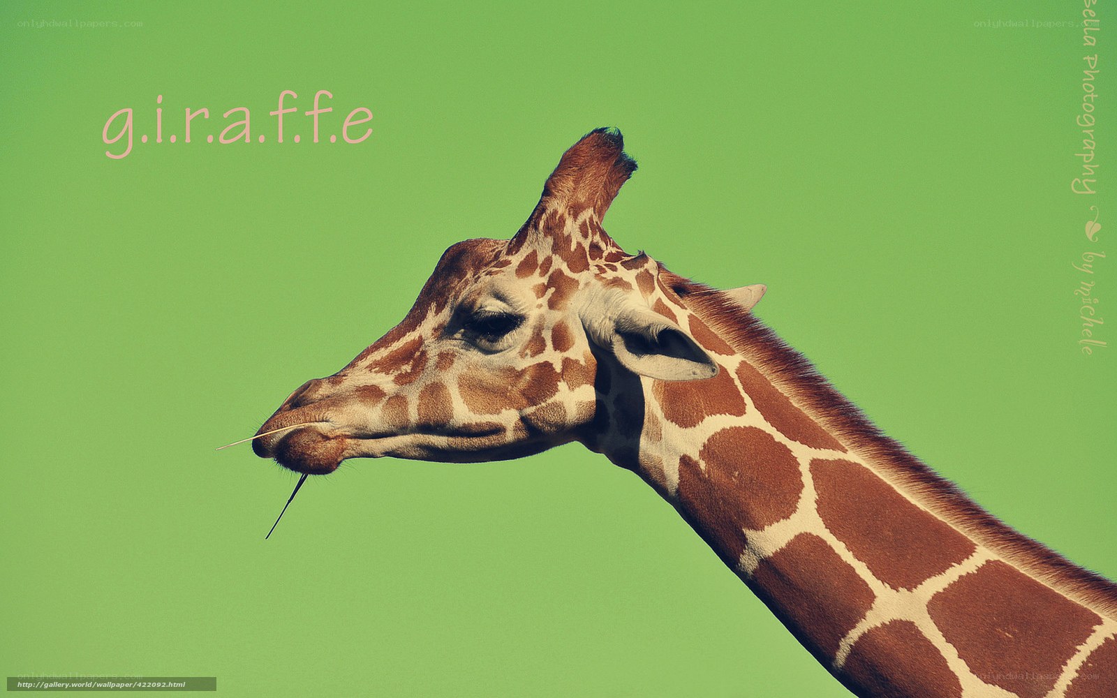giraffe with green background