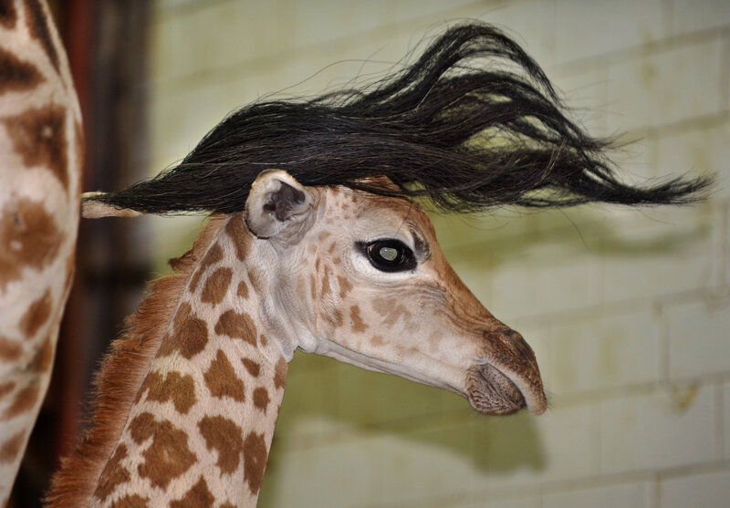 giraffe with hairpiece