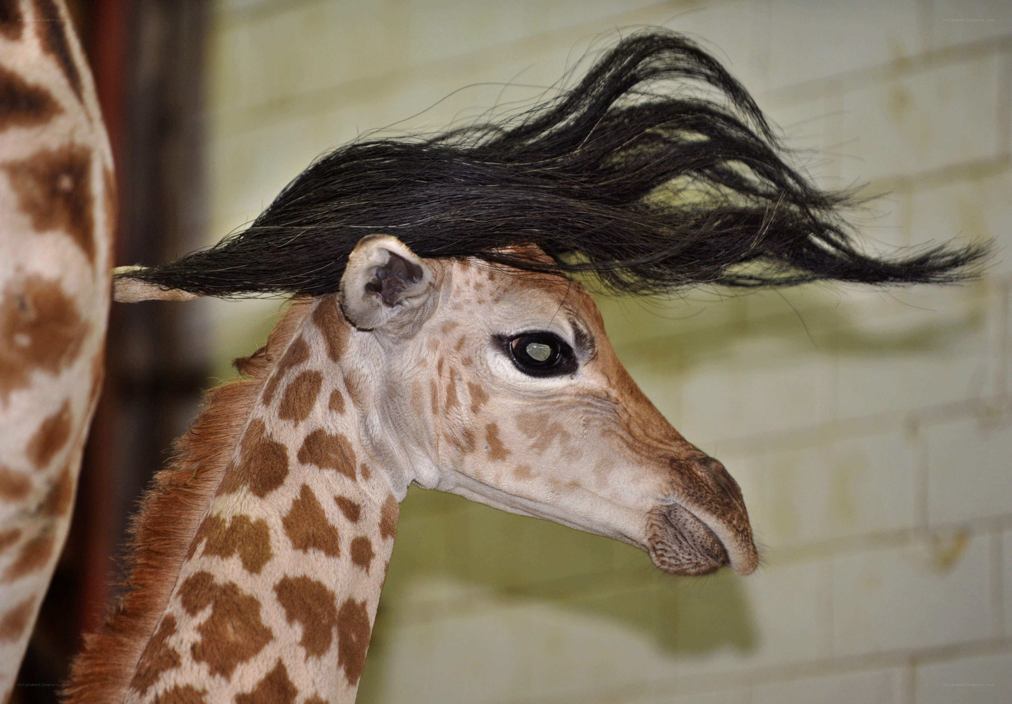 giraffe with hairpiece