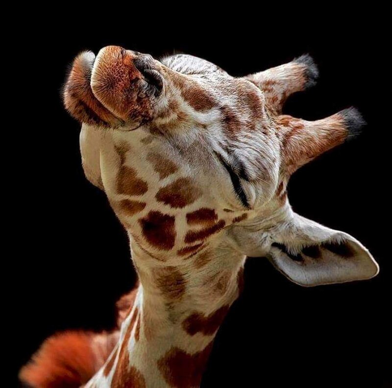 Giraffe with Head Tilted
