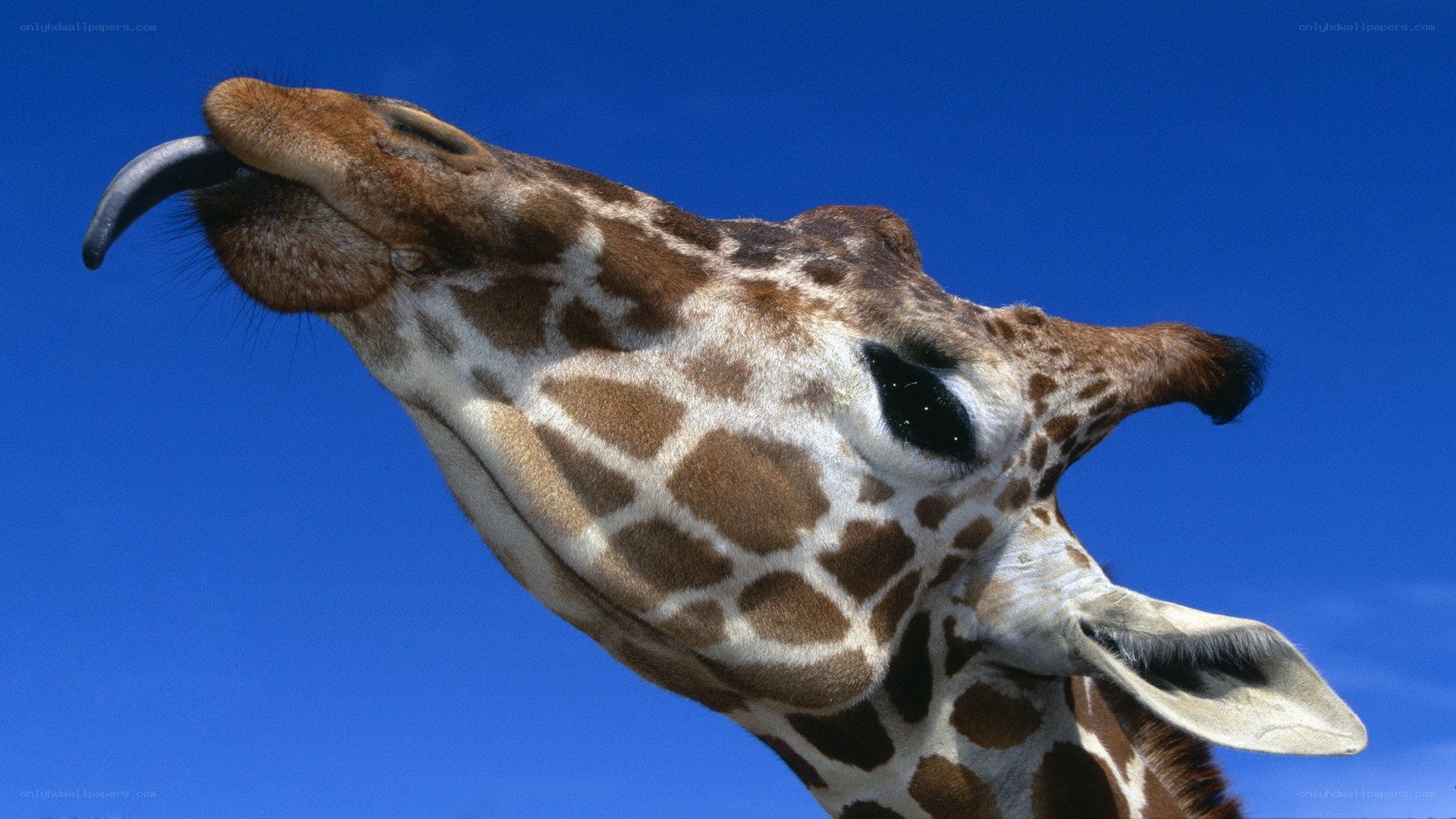 giraffe with long tongue