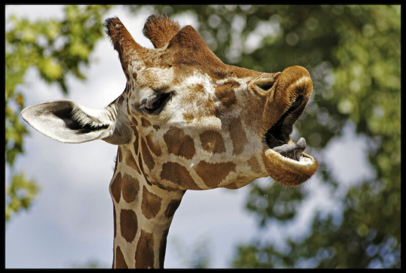 Giraffe with open mouth
