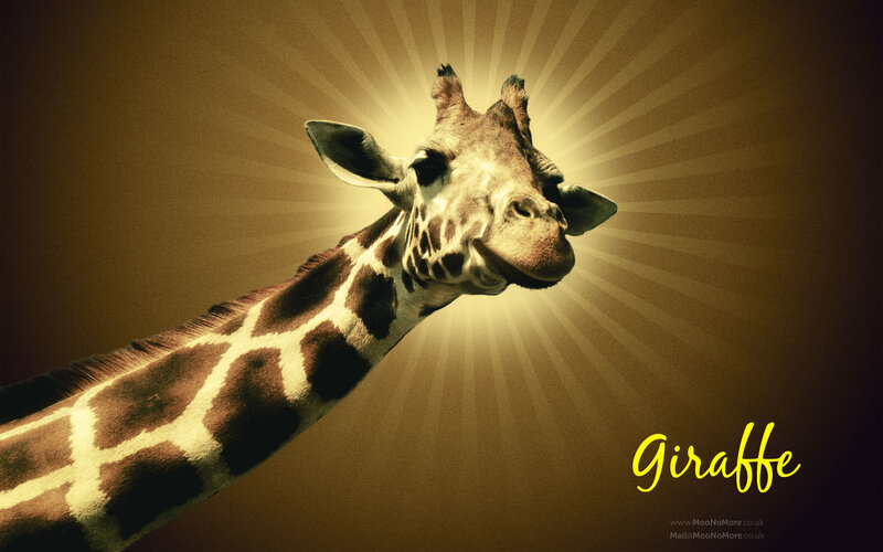 Giraffe with radiant background